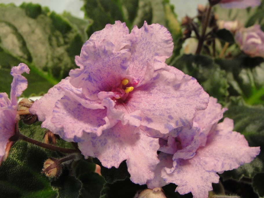 Donna's Crushed Amethyst in 2.5" Pot - Click Image to Close